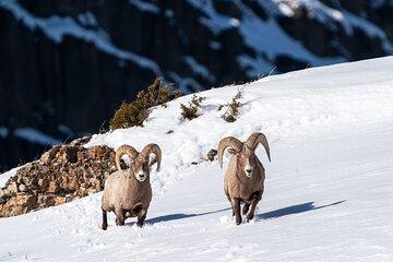 Half Day Private Wildlife Photography Tour in Yellowstone
