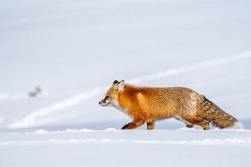 3 Day Wildlife Photography Tour in Yellowstone National Park