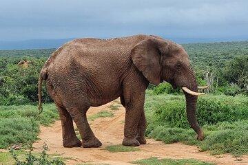 Full Day Addo Elephant National Park
