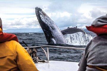 All Inclusive Mirissa Morning Whale & Dolphin Watching Boat Tour