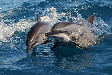 All Inclusive Mirissa Morning Whale Watching Boat Tour with Geeth