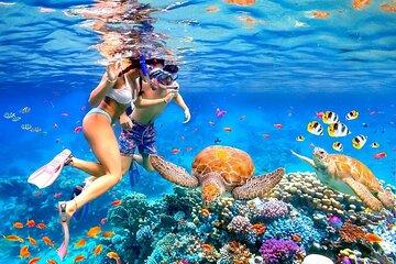 Scuba Diving in Nha Trang Explore Stunning Coral Reefs