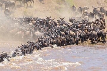 8 days Epic Serengeti Migration Safari Lodging