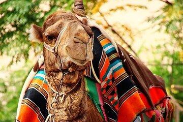 Full Day tour to Jericho and Dead Sea from Jerusalem
