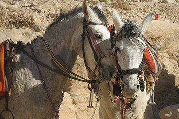 Full Day tour to Jericho and Dead Sea from Tel Aviv
