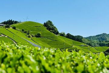 Uji and Matcha Farm Half Day Private Guided Van Tour