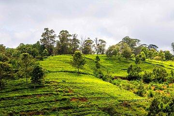 Private Two Days Coimbatore to Ooty Tour – Explore Natures Beauty