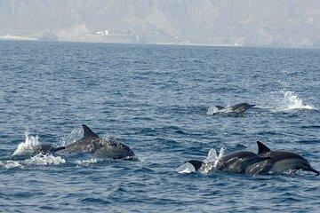 Shared Dolphin Watching Experience and Snorkeling in Oman
