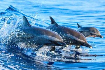 Swimming with Dolphin VIP Snorkeling Sea Trip With Lunch