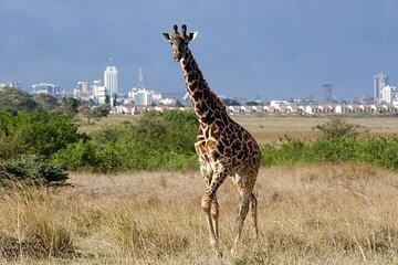 Early Morning Group Tour to Nairobi National Park