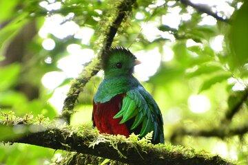 Monteverde Cloud Forest and Night Walk