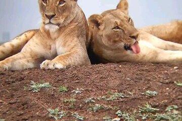 Group Joining Day Tour to Tsavo East from Kilindini/Mombasa Port