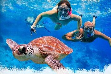 Mirissa Unforgettable Snorkeling Experience with Turtles