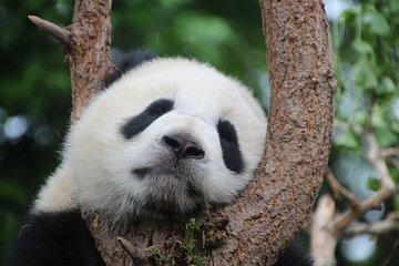 Private Chengdu Panda Breeding Research Base Tour