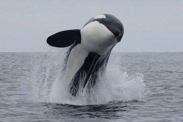 Kaikoura Whale Watching Day Trip from Christchurch
