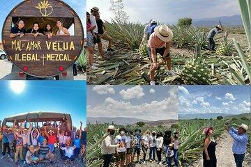 Boil Water, Agave Fields and Mezcal Distillery