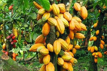 Cocoa Farm, Botanical Garden, Waterfall Nature Experience