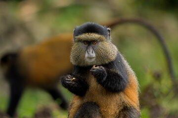 1 Day Golden Monkey Trekking In Volcanoes National Park