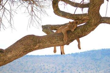 15 Days of Exploration Zanzibar Shores & Lake Manyara Wonders
