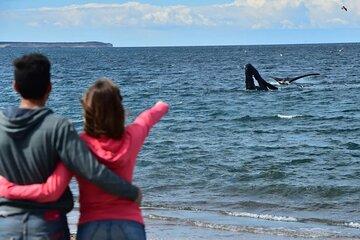 El Doradillo Whale Watching Half-Day Tour from Puerto Madryn