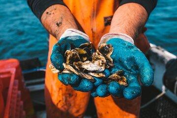 Private West Passage Oyster Tasting Aquaculture Tour