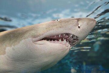 Shark Sightseeing by Cage in Gansbaii