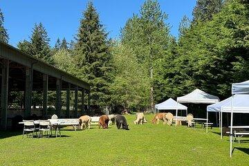 Shared Seattle Alpacas Picnic Experience