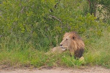Kruger Park Safari from Maputo