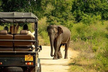 Private Tour from Unawatuna to Ella with Udawalawe Safari
