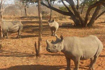 Am or Pm Game Drive