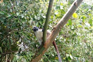 Guided Monkey Island Tour and the Sloth Sanctuary Visit