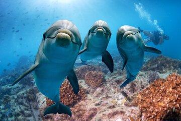 Hurghada Dolphin Watching and Snorkeling Adventure with Lunch