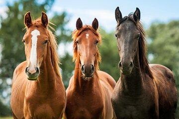 Horseback Riding and Wine Tasting Tour