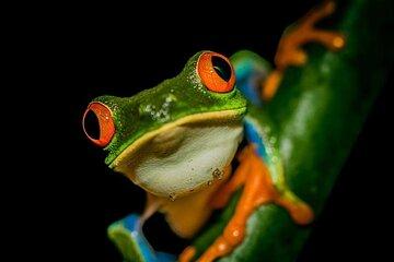 La Fortuna Rainforest Guided Night Tour