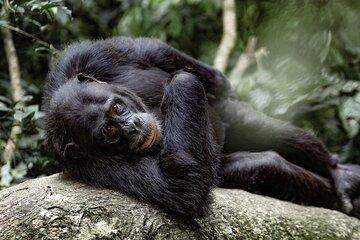 2 Days 1 Night Nyungwe Chimpanzees Trek, Canopy, King Palace &Tea