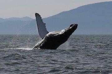 Eagle Feeding, Whales & Wildlife Ketchikan Luxury Boat Expedition