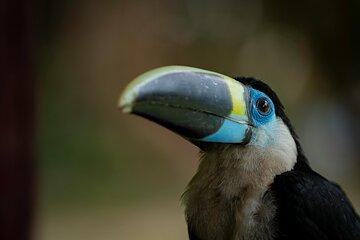 4 Days Amazon Adventure in Tambopata