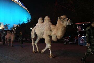Silk Road Theme Show Legend of Camel Bell Ticket with Transfer
