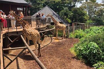 Explore Giraffe Centre, Karen Blixen and Bomas in Kenya