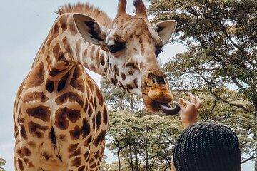 6Days Giraffe Center Lake Naivasha Hells Gate and Masai Mara Tour