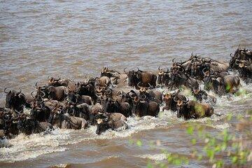 3 Days Maasai Mara Great Migration Guided Safari from Nairobi