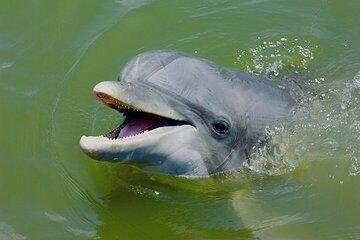 2 Hour Kayak Hilton Head Dolphin and Nature Tour