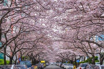 Busan Cherry Blossom and Top Attractions City Tour