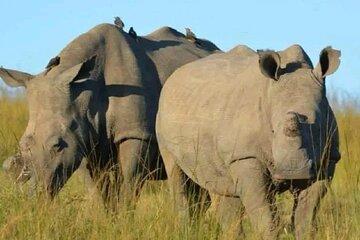 Ol Pejeta Conservancy Tour from Nairobi