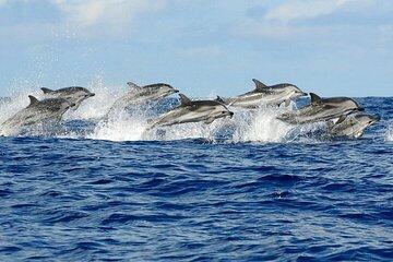 Semi Private Speedboat Adventure to Dolphin House - Soma Bay