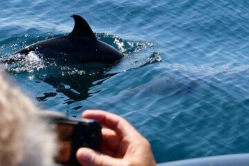 Dolphin Observation Boat Tour from Sesimbra
