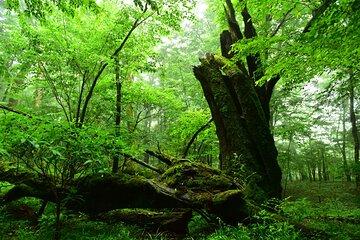 Fuji Forest Hiking 4 hr Tour with a Nature Guide with Transfer