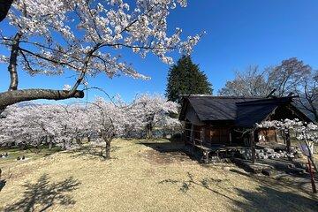 Iiyama Castle Cherry Blossom and Nozawa Onsen Morning Tour