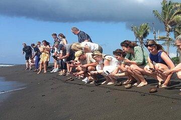 Saba Beach Horse Riding and Turtle Release