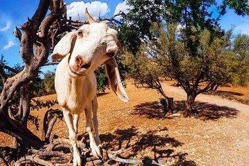Meeting the Acrobatic Goats and Crocodiles of Morocco